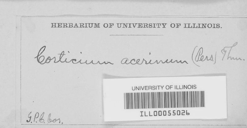 Dendrothele acerina image