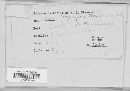 Argomyces vernoniae image