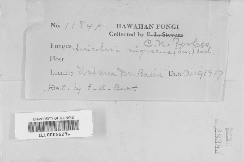 Auricularia nigrescens image