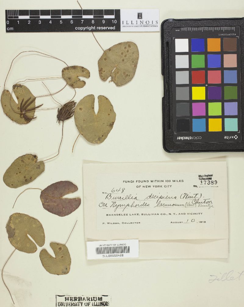 Burrillia decipiens image
