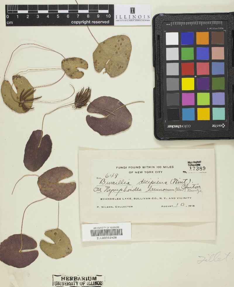 Burrillia decipiens image