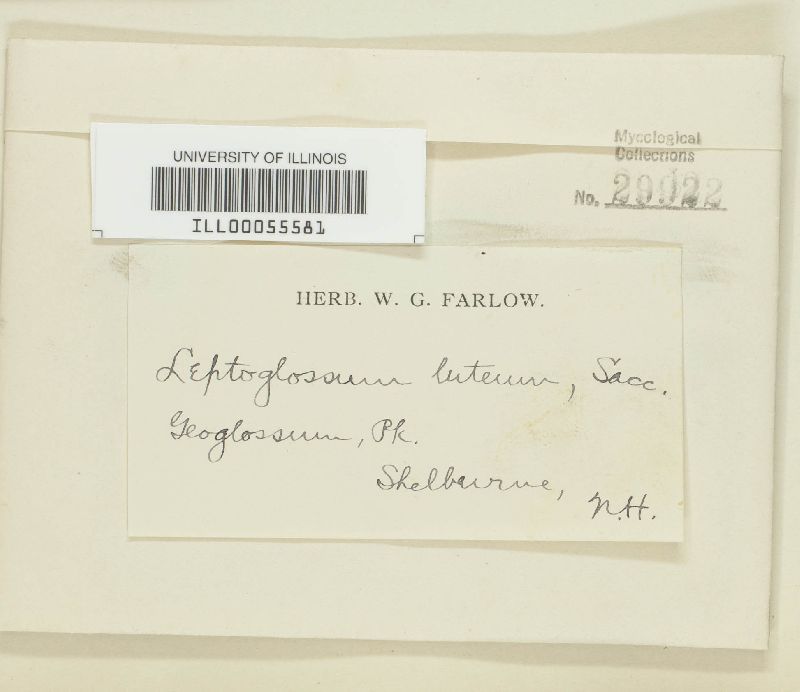 Leptoglossum luteum image