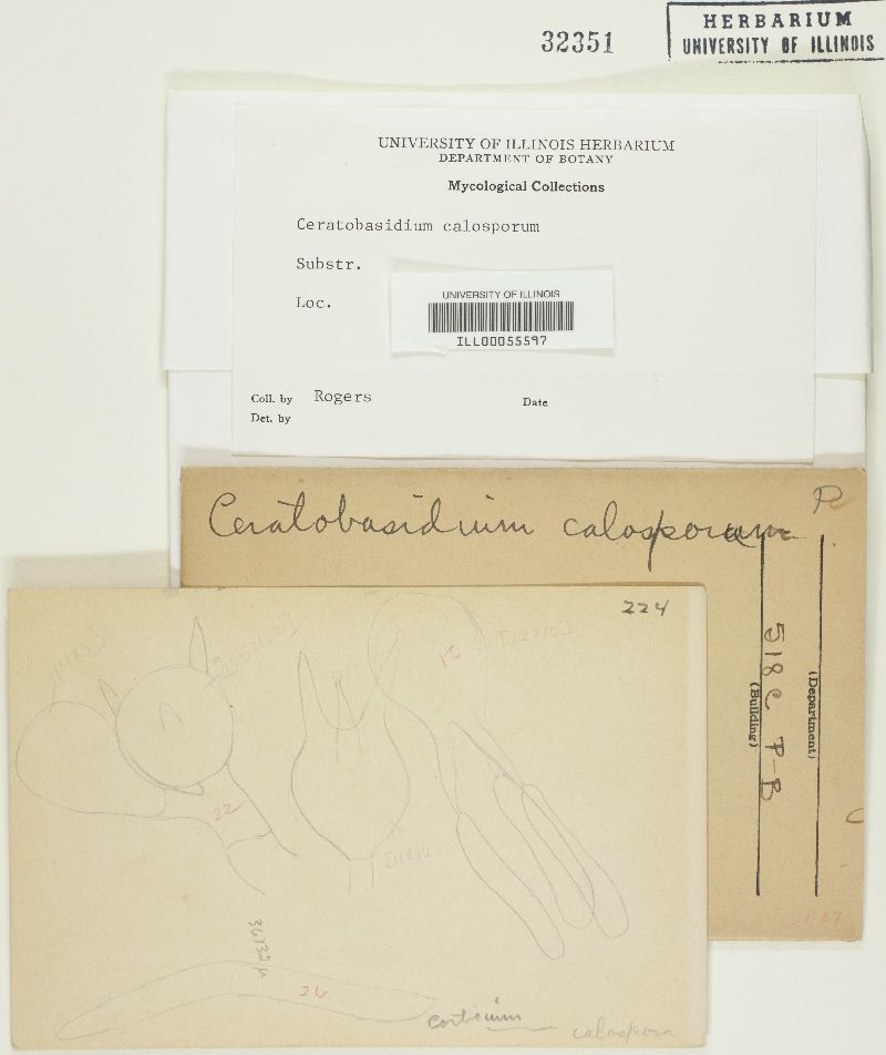 Ceratobasidium calosporum image