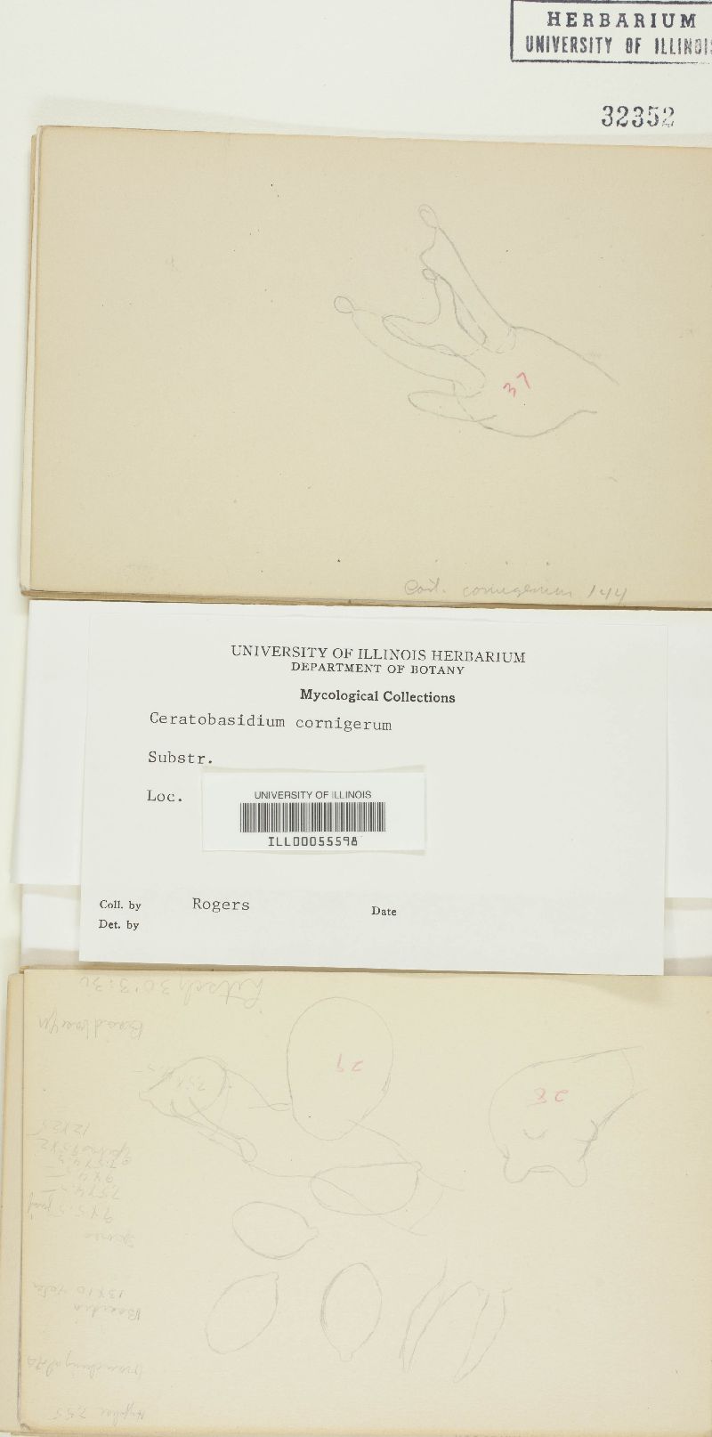 Ceratobasidium cornigerum image