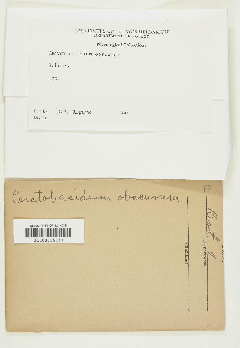 Ceratobasidium obscurum image