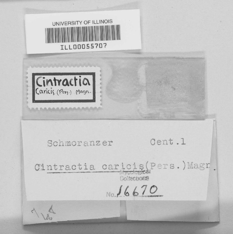 Anthracoidea caricis image