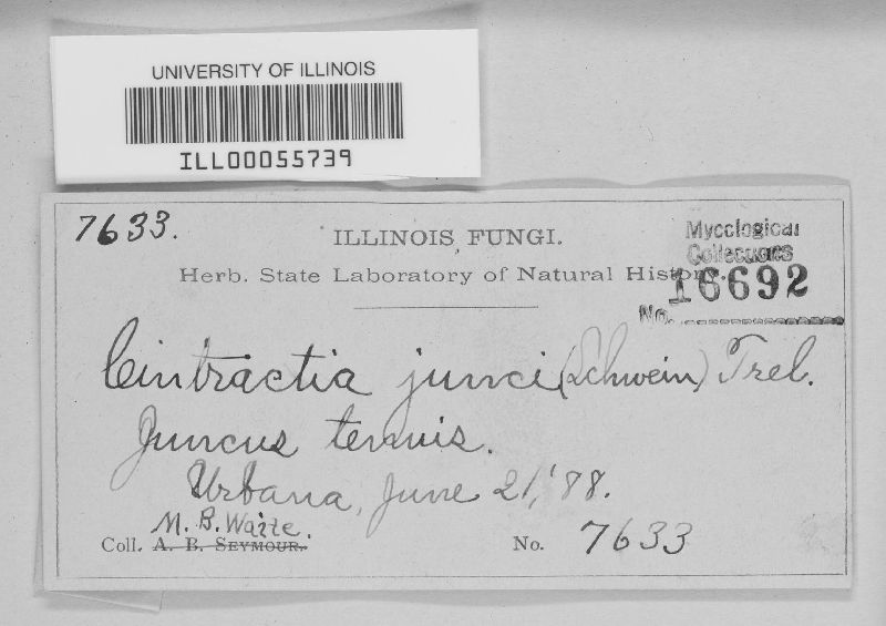 Stegocintractia junci image