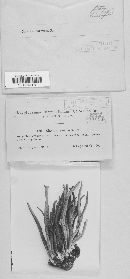 Alloclavaria purpurea image