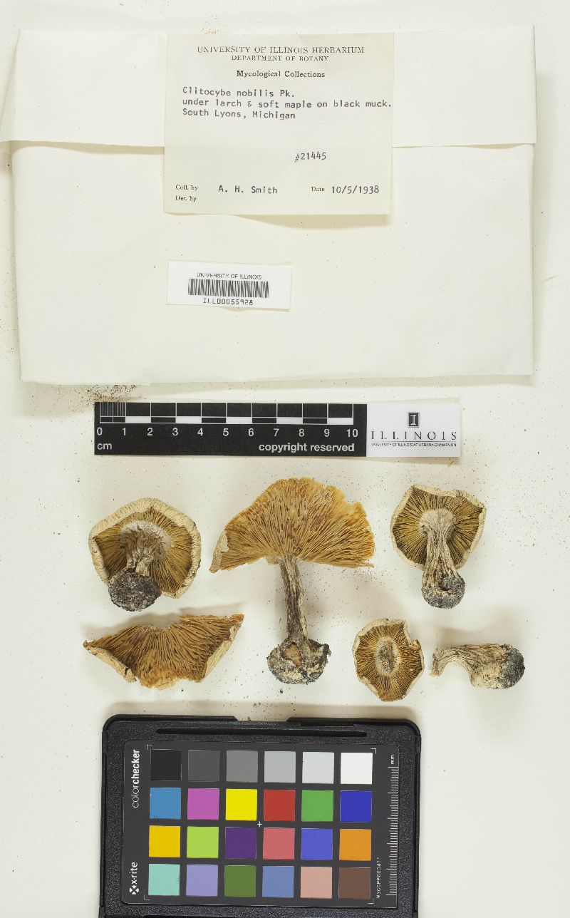 Clitocybe nobilis image