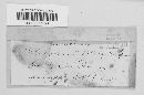 Coleosporium asterum image