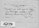 Coleosporium asterum image