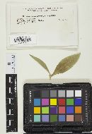 Coleosporium asterum image