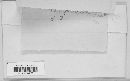 Coleosporium elephantopodis image