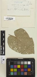 Coleosporium ipomoeae image