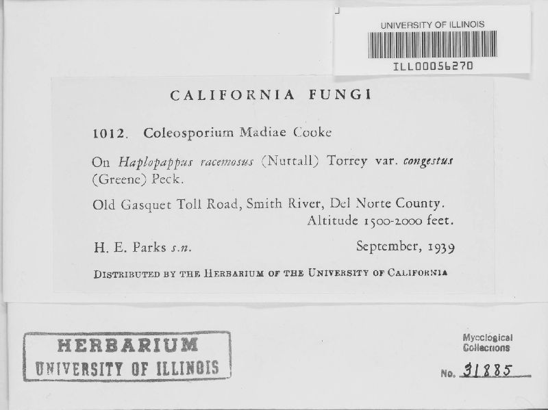 Coleosporium madiae image
