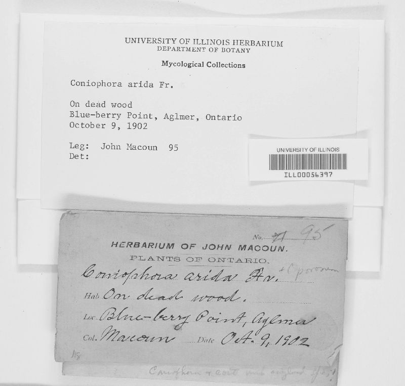 Coniophora arida image