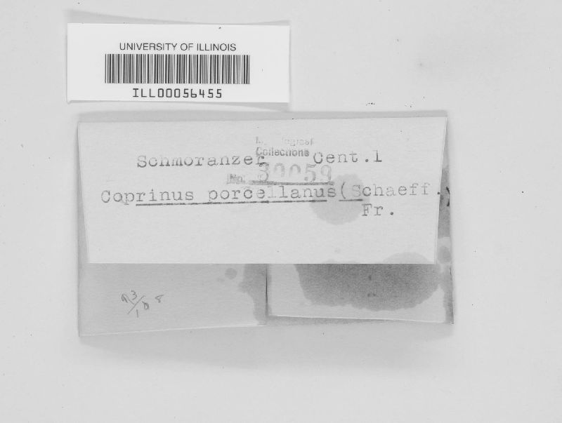 Coprinus porcellanus image