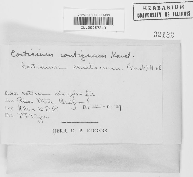 Corticium contiguum image