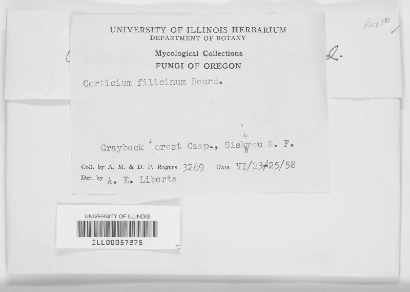 Aphanobasidium filicinum image