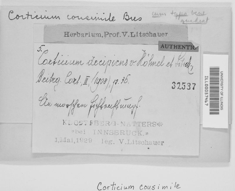 Corticium consimile image