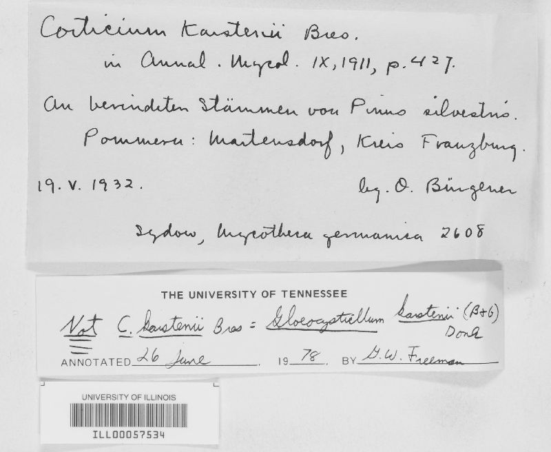 Hypochnicium multiforme image