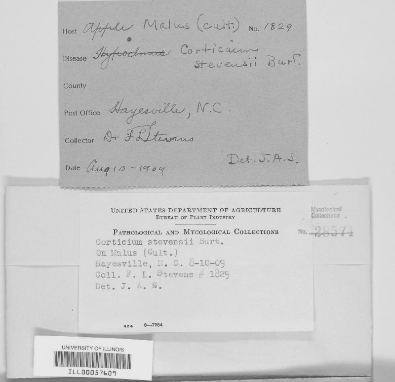 Ceratobasidium ochroleucum image