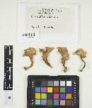 Craterellus odoratus image