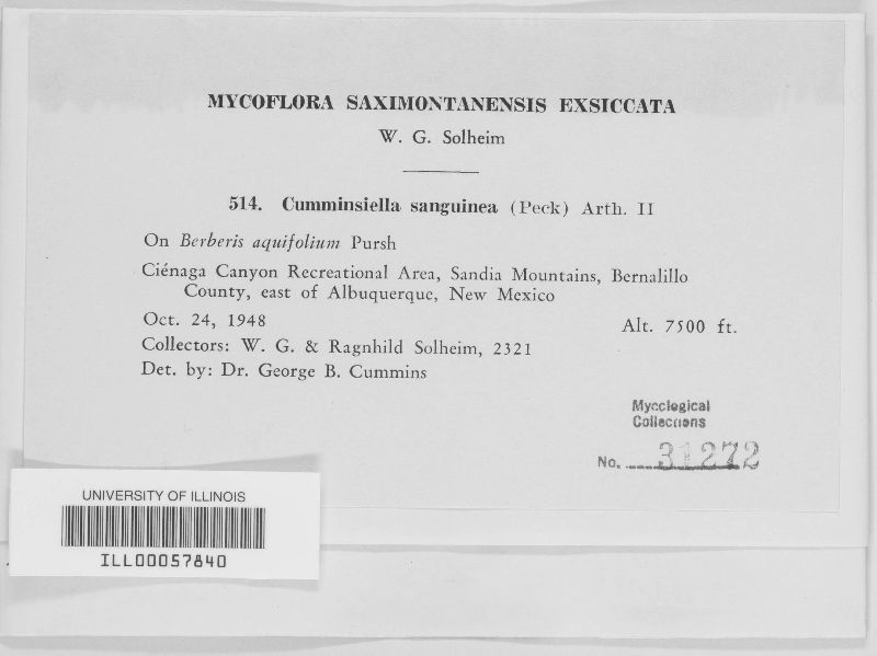 Cumminsiella mirabilissima image