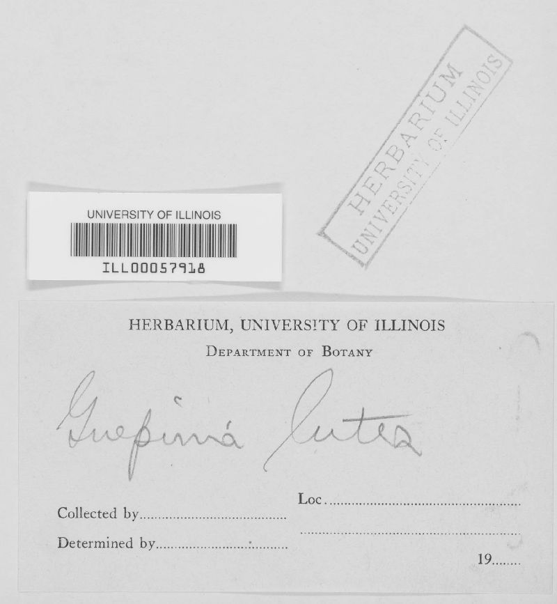 Guepinia lutea image