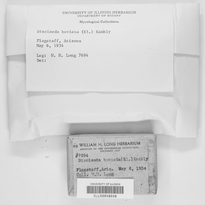 Disciseda bovista image