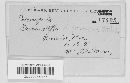 Doassansiopsis deformans image