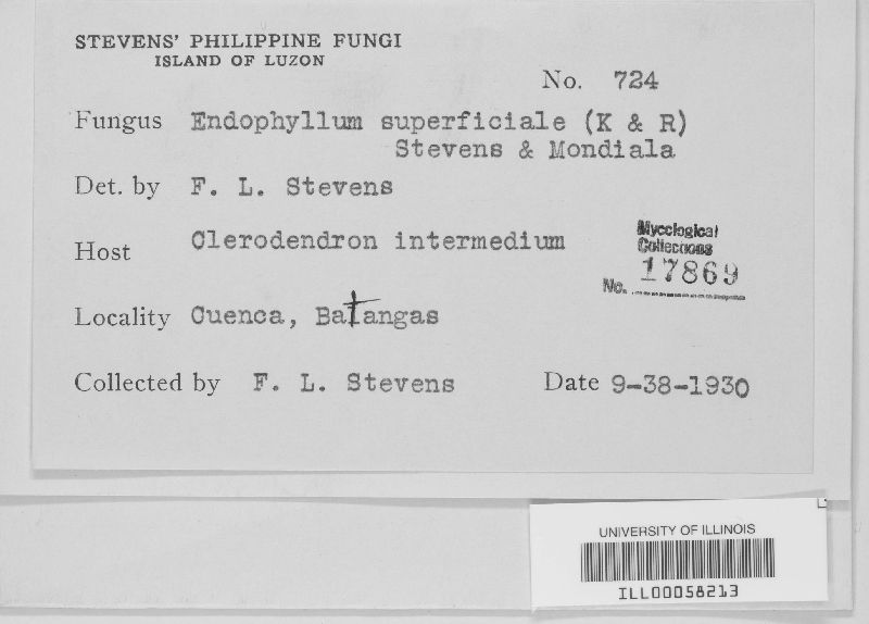 Endophyllum superficiale image