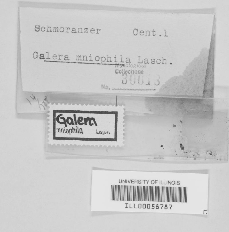 Galerina mniophila image