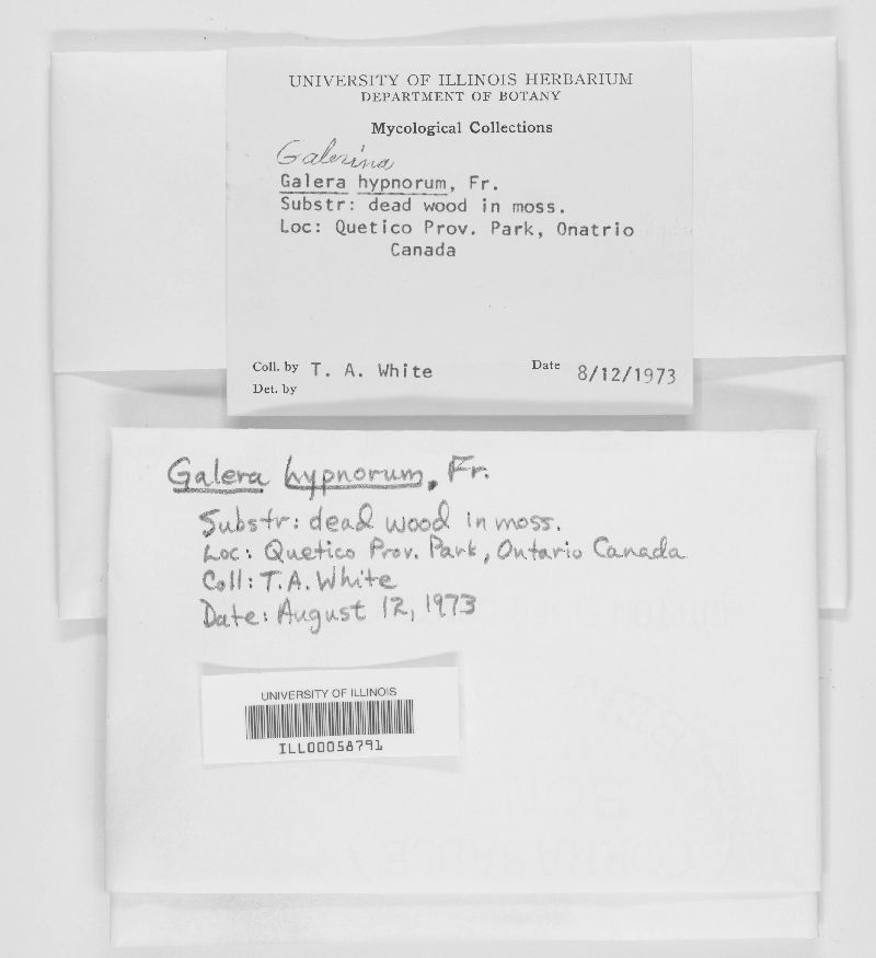 Galerina hypnorum image
