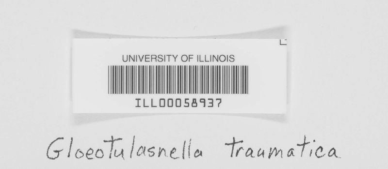 Gloeotulasnella traumatica image