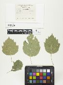 Gymnosporangium globosum image