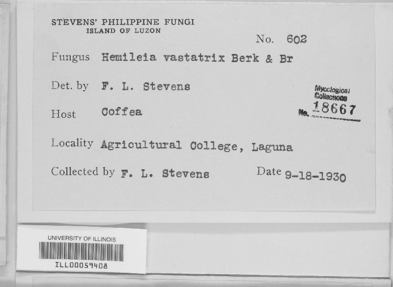Hemileia image