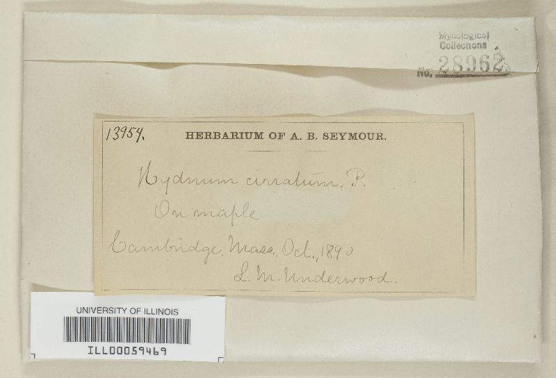 Hydnum cirratum image