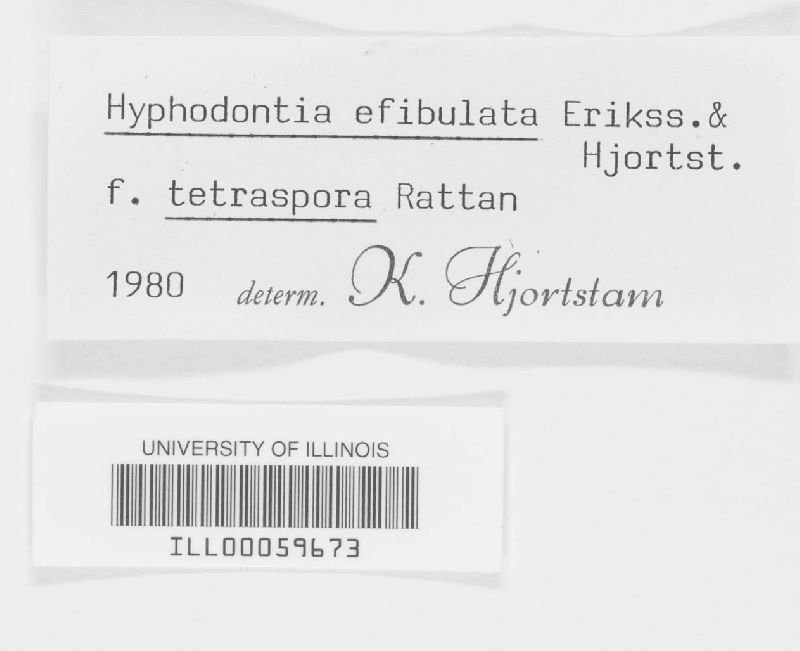 Hyphodontia efibulata image