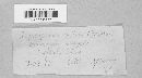 Irpex lacteus image