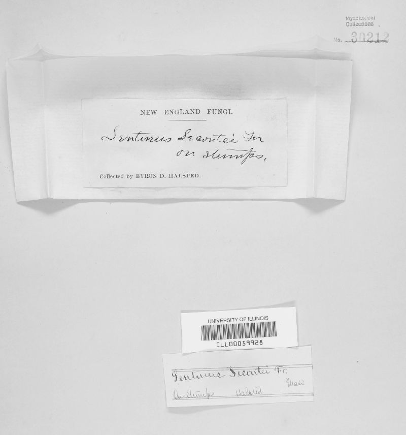 Lentinus lecomtei image