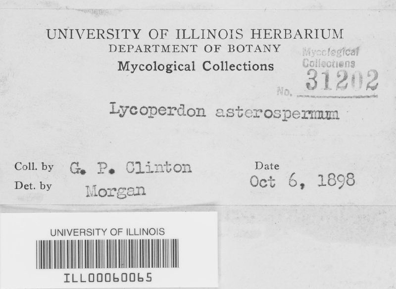 Lycoperdon asterospermum image