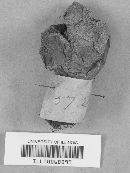 Lycoperdon glabellum image