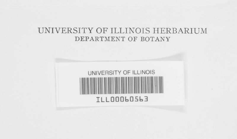 Ceraceomyces serpens image