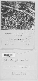 Mycena vulgaris image