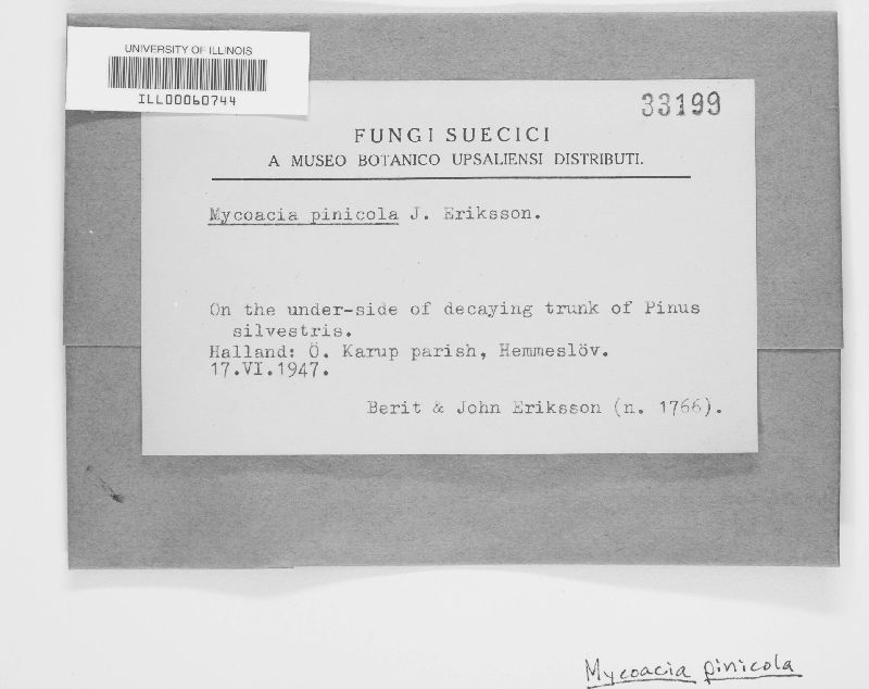 Mycoacia pinicola image