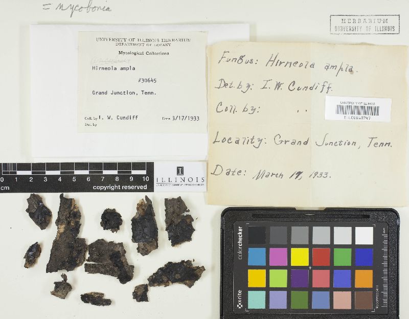 Hirneola ampla image