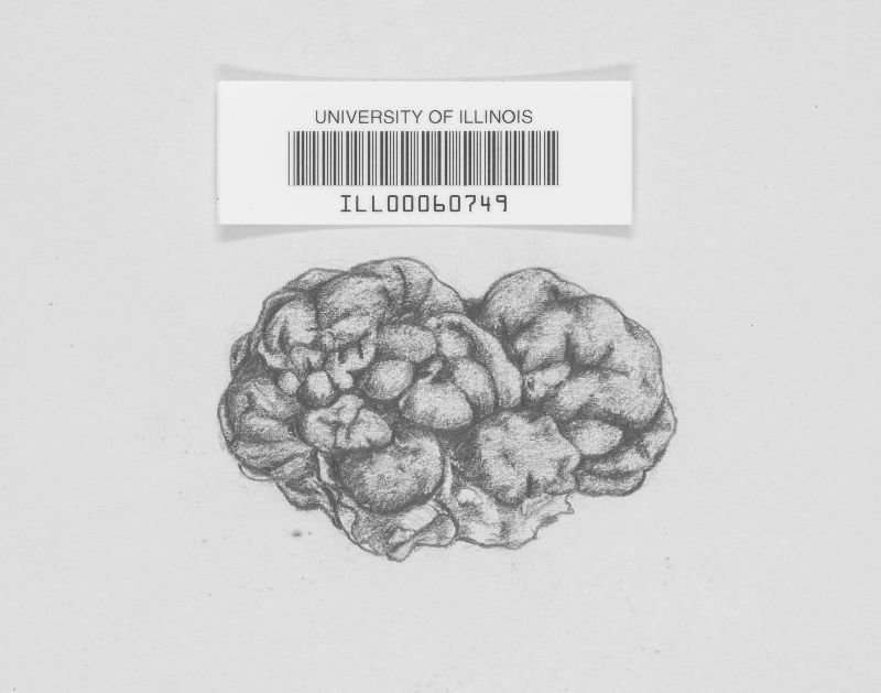 Mylittopsis marmorata image