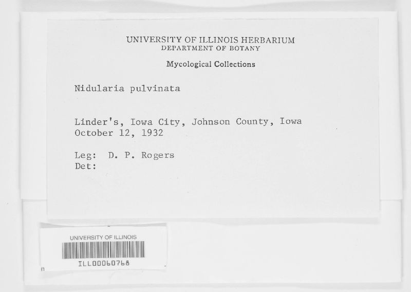 Nidularia pulvinata image