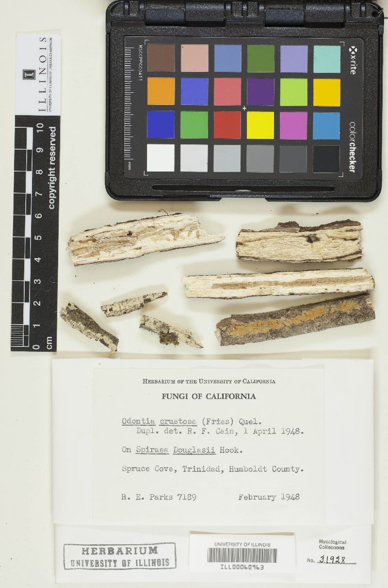 Basidioradulum crustosum image